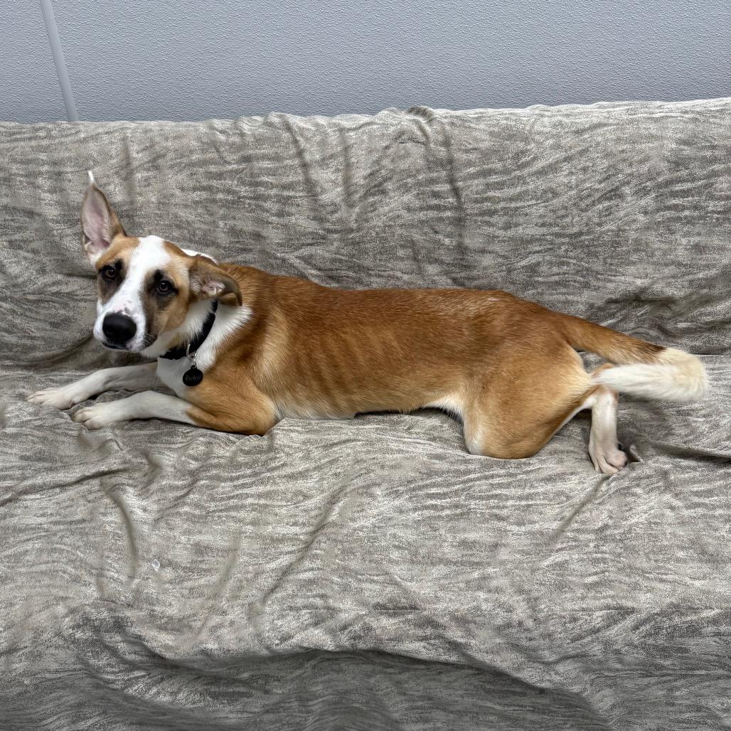 Enlarge Rachel, a ADOPTABLE mixed breed in Monticello, IA image 5/6