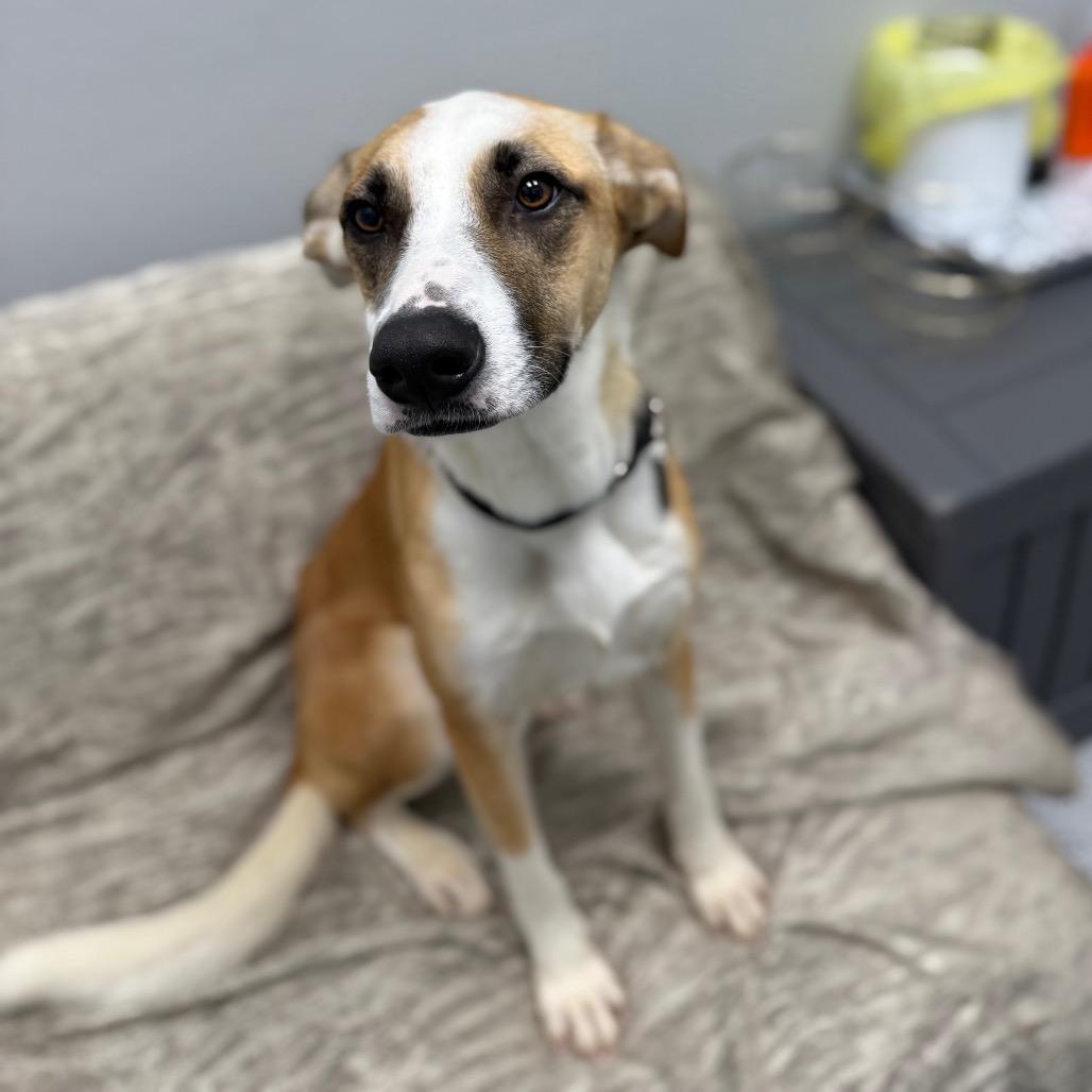 Enlarge Rachel, a ADOPTABLE mixed breed in Monticello, IA image 6/6