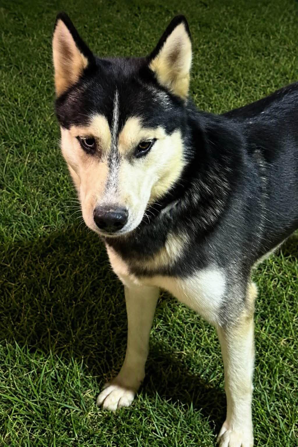 Taurus, Adoptable, Adult Male Siberian Husky.
