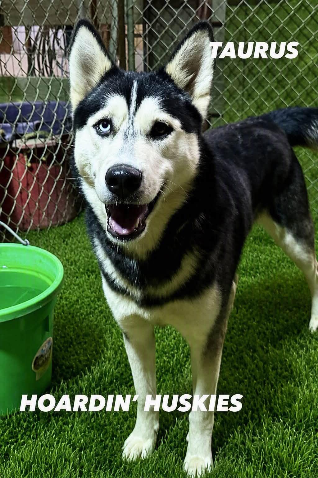 Enlarge Taurus, a Adoptable mixed breed in Grove city, OH image 2/4