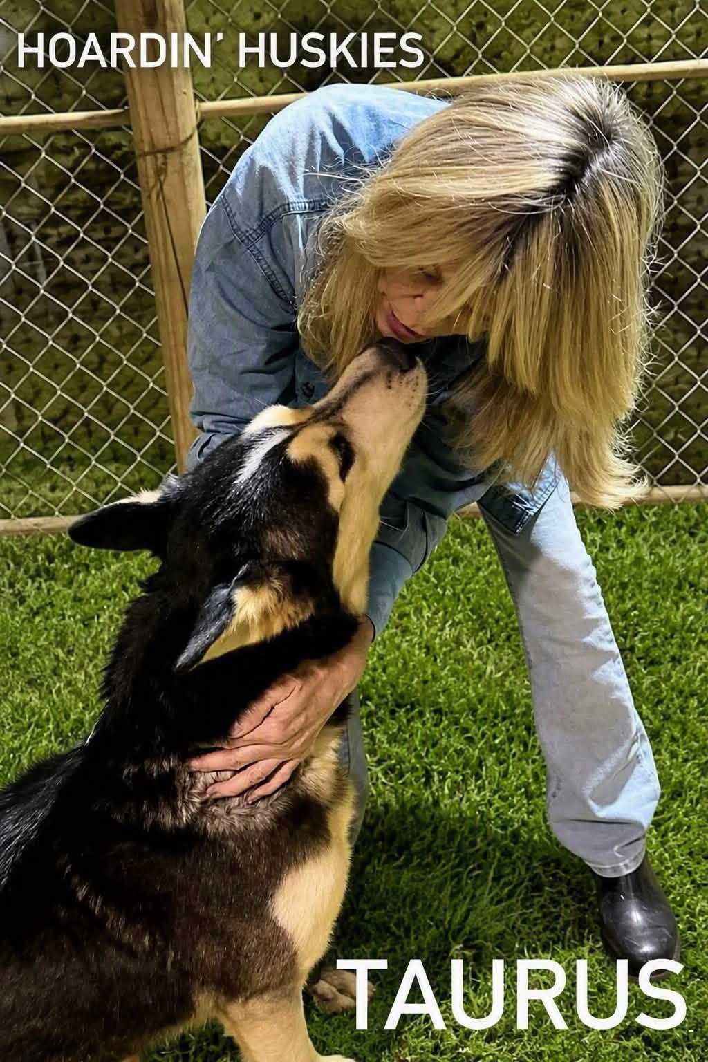 Enlarge Taurus, a Adoptable mixed breed in Grove city, OH image 3/4