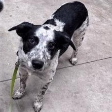 Enlarge Ole, a Adoptable Australian Cattle Dog / Blue Heeler in Hackensack, MN image 1/1