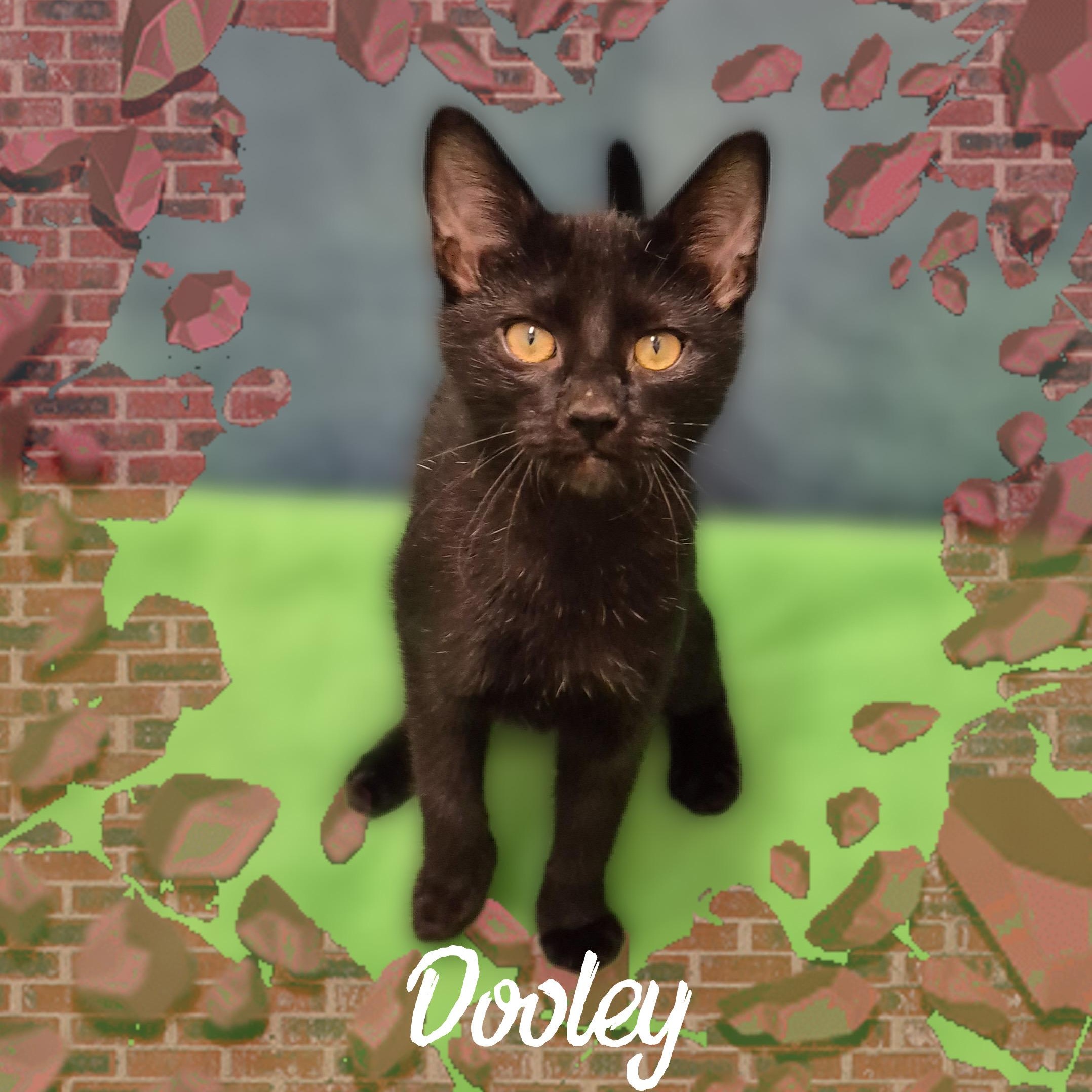 Dooley, a Adoptable Domestic Short Hair in Charlotte, NC image 1/4