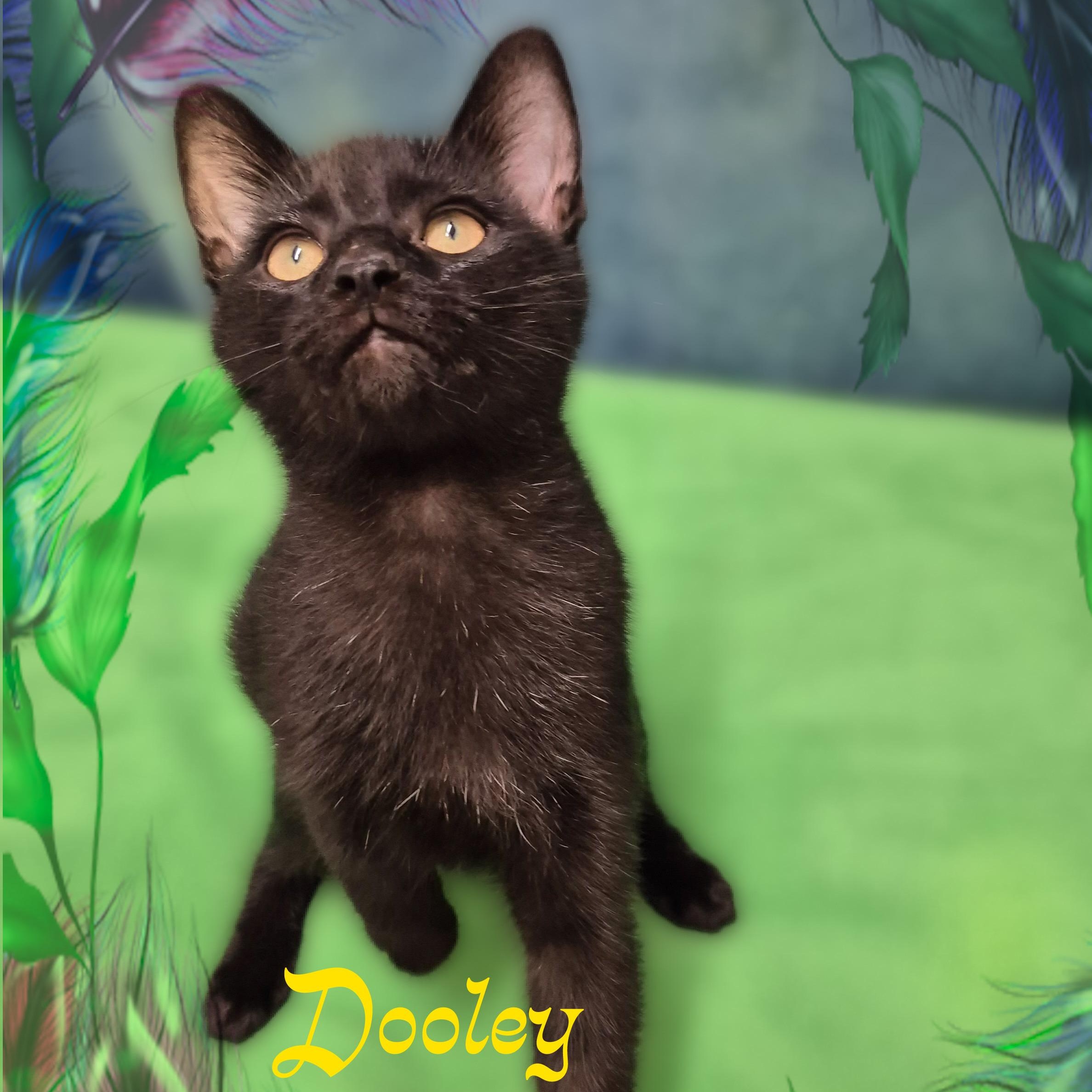 Dooley, a Adoptable Domestic Short Hair in Charlotte, NC image 4/4