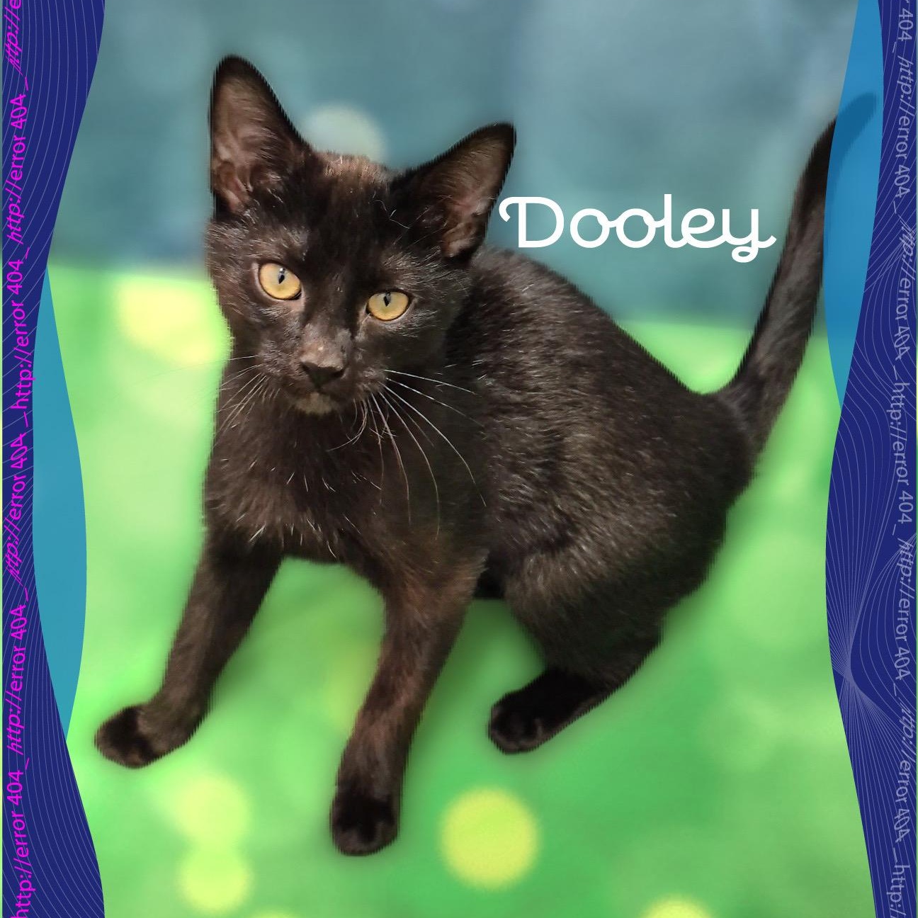 Dooley, a Adoptable Domestic Short Hair in Charlotte, NC image 3/4
