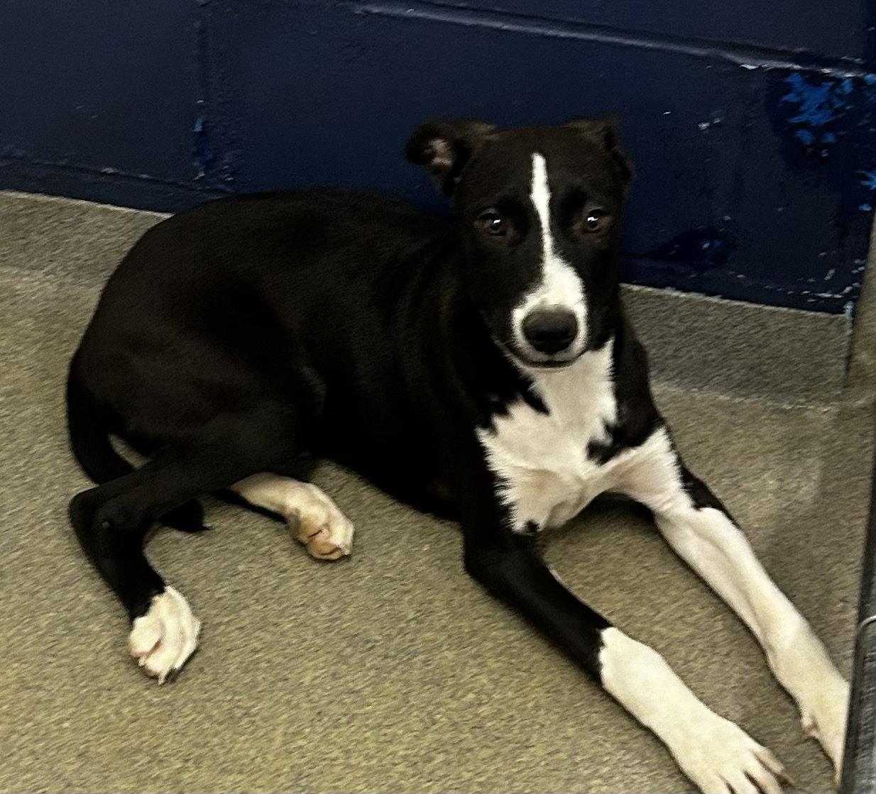 Enlarge Luke 4 months AVAILABLE 8/5, a Adoptable Labrador Retriever in Sterling, MA image 1/1