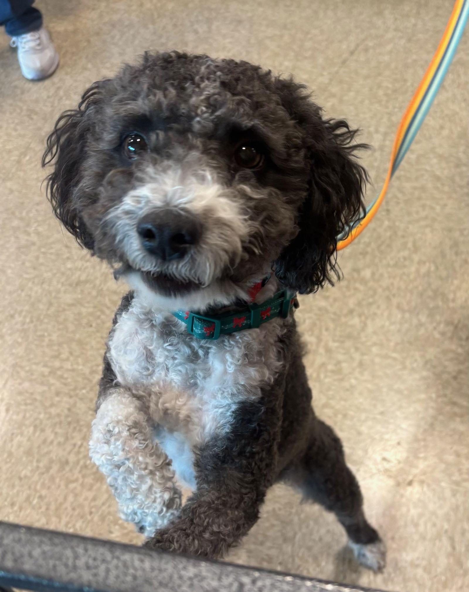 Rex, Adoptable, Young Male Poodle.