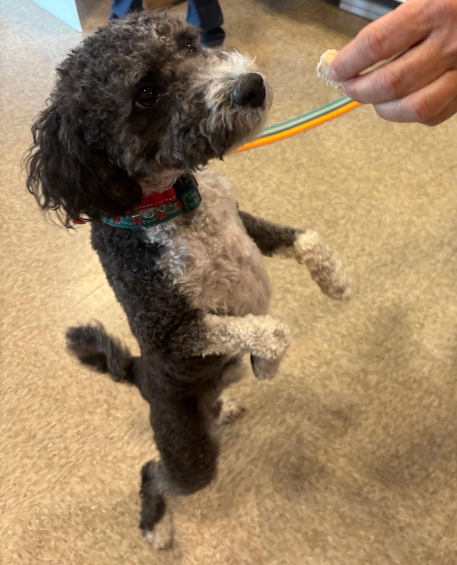 Enlarge Rex, a Adoptable Poodle in Glendale, AZ image 3/3