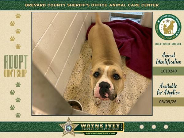 Enlarge Sweet Potato, a Adoptable mixed breed in Melbourne, FL image 2/2
