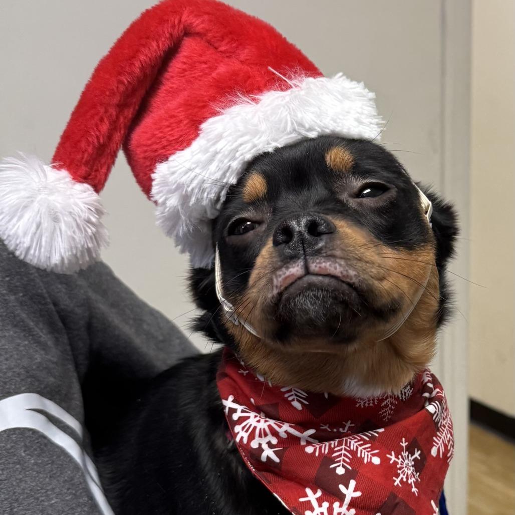 Reeses, Adoptable, Young Female French Bulldog & Chihuahua.