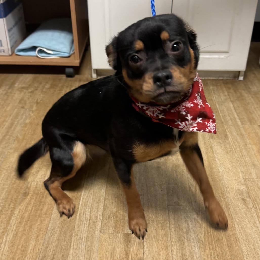 Reeses, a Adoptable mixed breed in Calverton, NY image 2/3