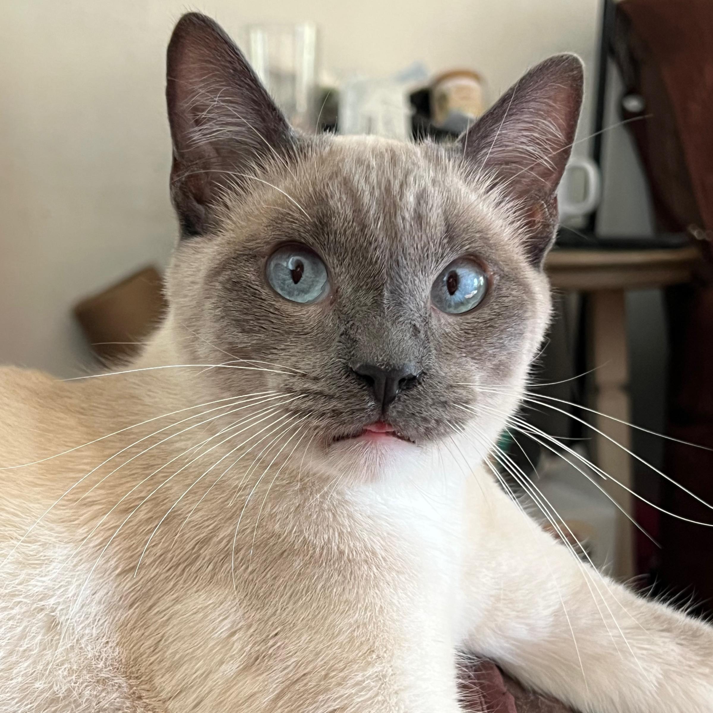 Enlarge Socks , an adopted mixed breed in San Jose, CA image 1/5