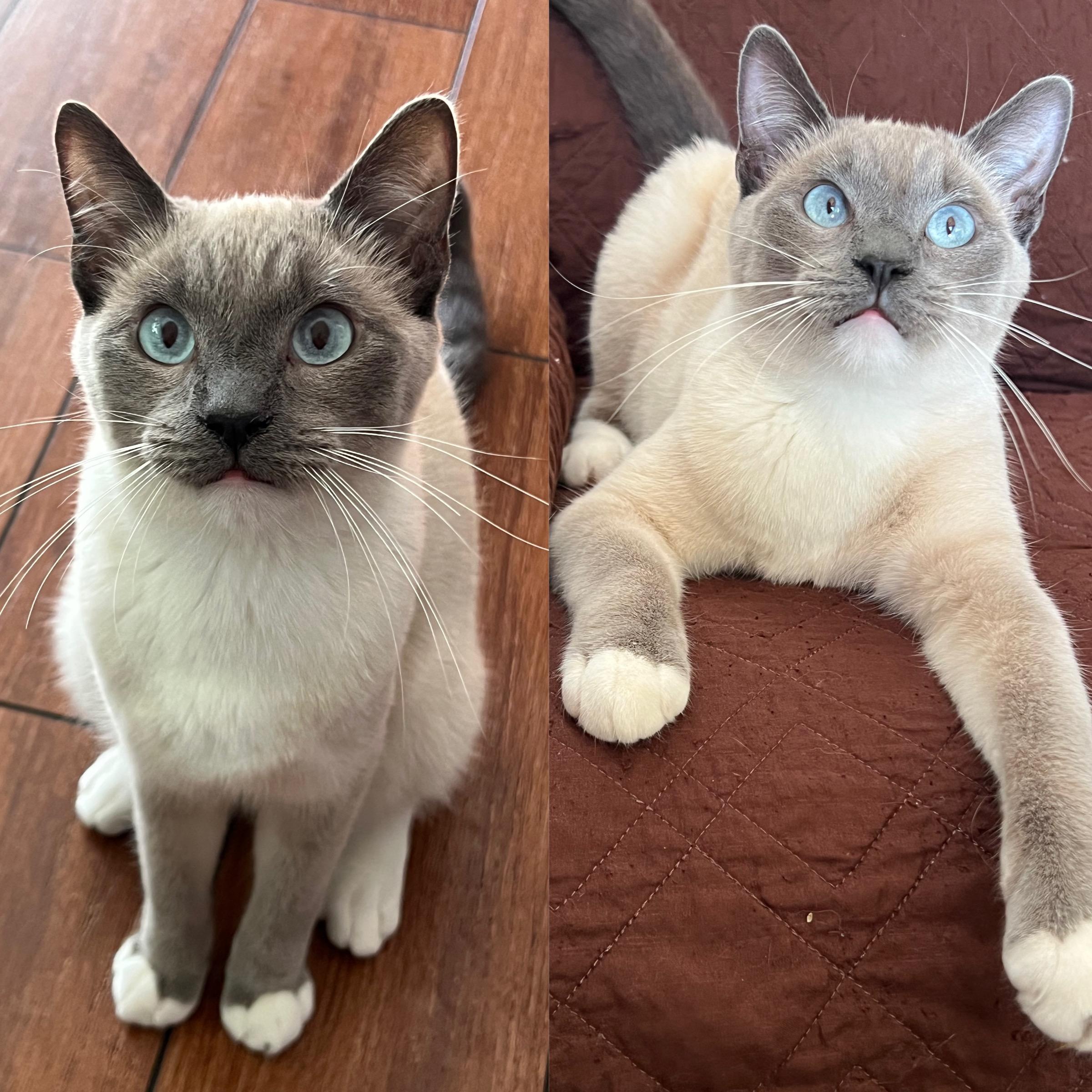 Enlarge Socks , an adopted mixed breed in San Jose, CA image 5/5