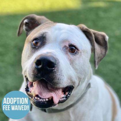 King Rocky, Adoptable, Adult Male American Bulldog.