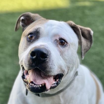 King Rocky, a Adoptable mixed breed in Sacramento, CA image 2/5
