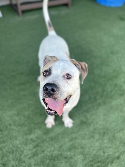 King Rocky, a Adoptable mixed breed in Sacramento, CA image 3/5