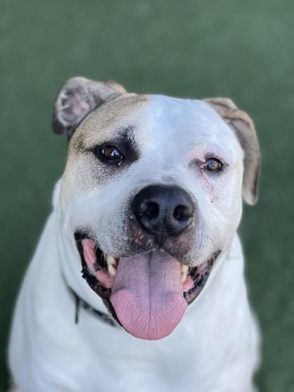King Rocky, a Adoptable mixed breed in Sacramento, CA image 4/5