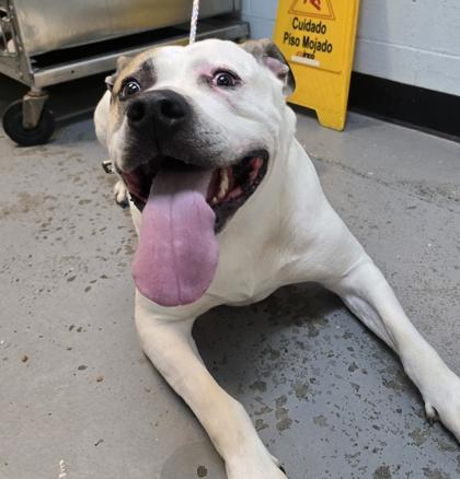 King Rocky, a Adoptable mixed breed in Sacramento, CA image 5/5