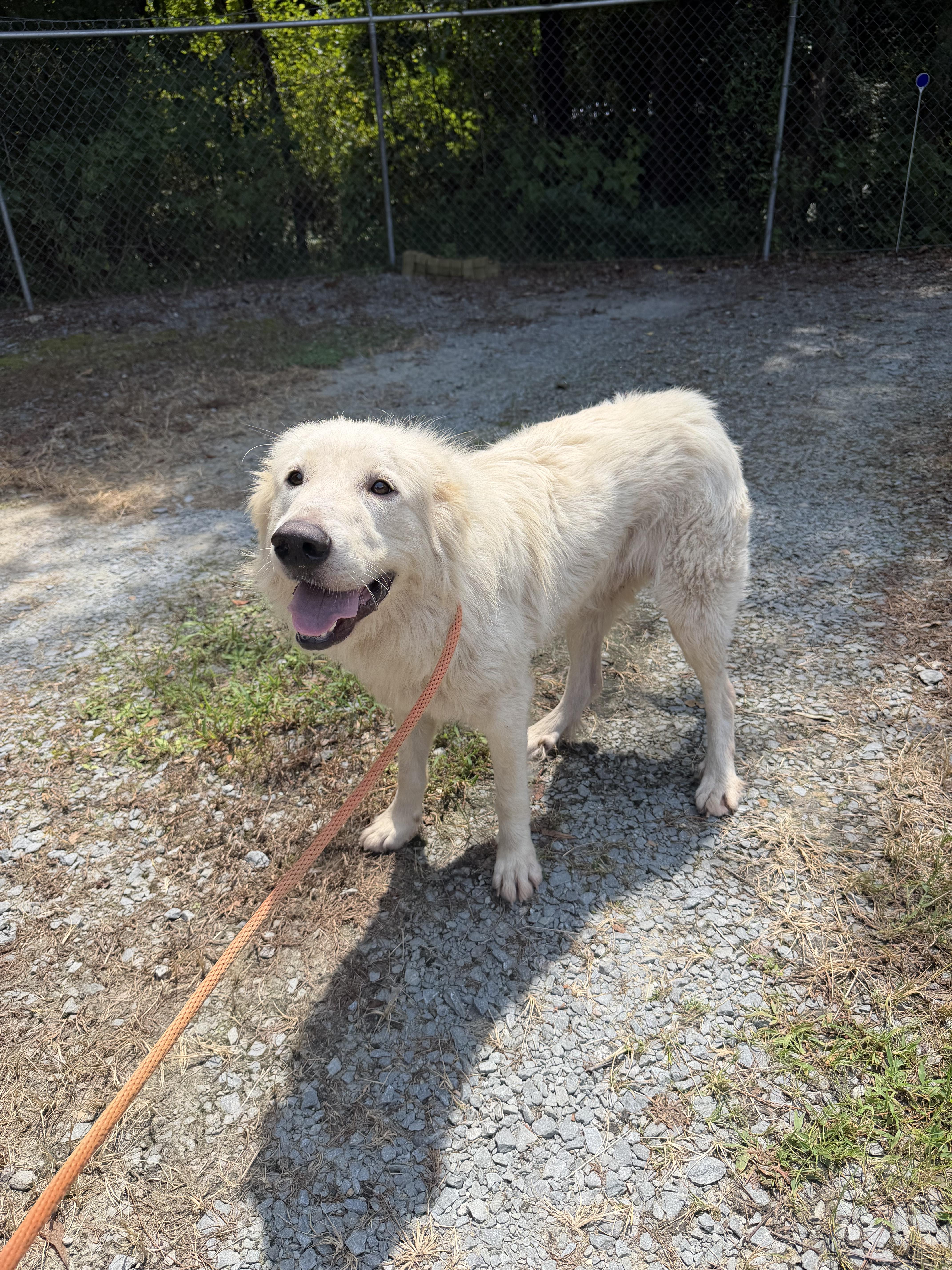 Fluffy, ADOPTABLE, Adult Male Great Pyrenees.