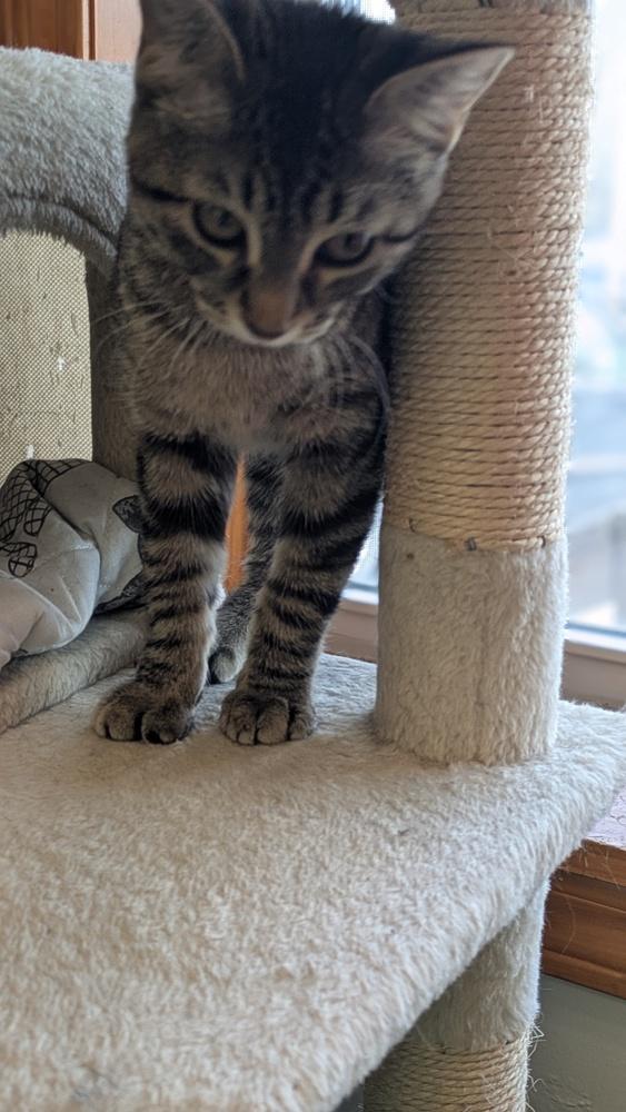 Enlarge Poppi, a Adoptable mixed breed in Papillion, NE image 1/1