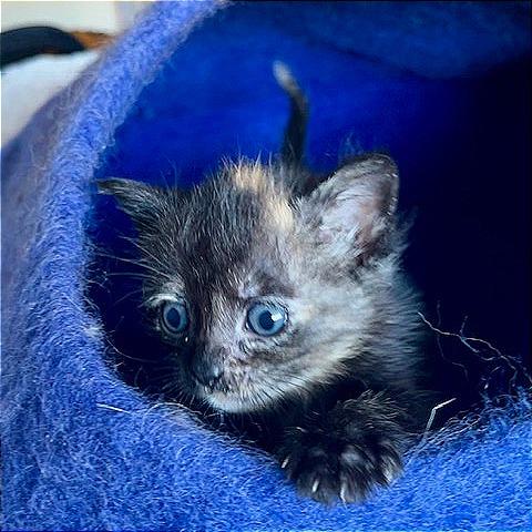 Arya, Adoptable, Kitten Female Domestic Short Hair.