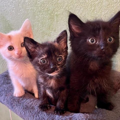 Enlarge Arya, a Adoptable Domestic Short Hair in Pleasant Hill, CA image 2/6