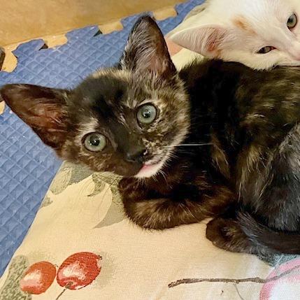 Enlarge Arya, a Adoptable Domestic Short Hair in Pleasant Hill, CA image 3/6