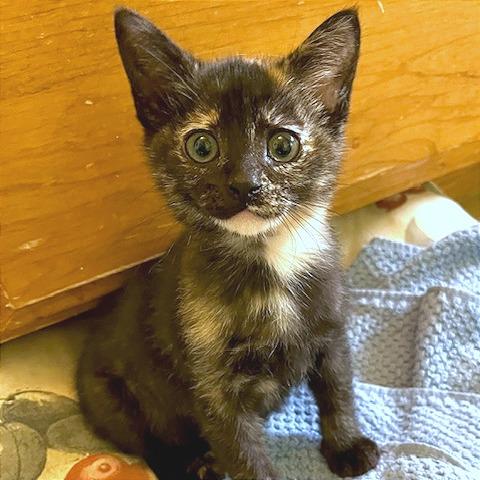 Enlarge Arya, a Adoptable Domestic Short Hair in Pleasant Hill, CA image 4/6