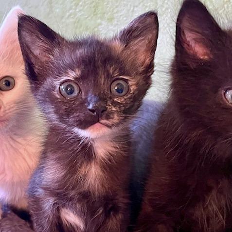 Enlarge Arya, a Adoptable Domestic Short Hair in Pleasant Hill, CA image 5/6