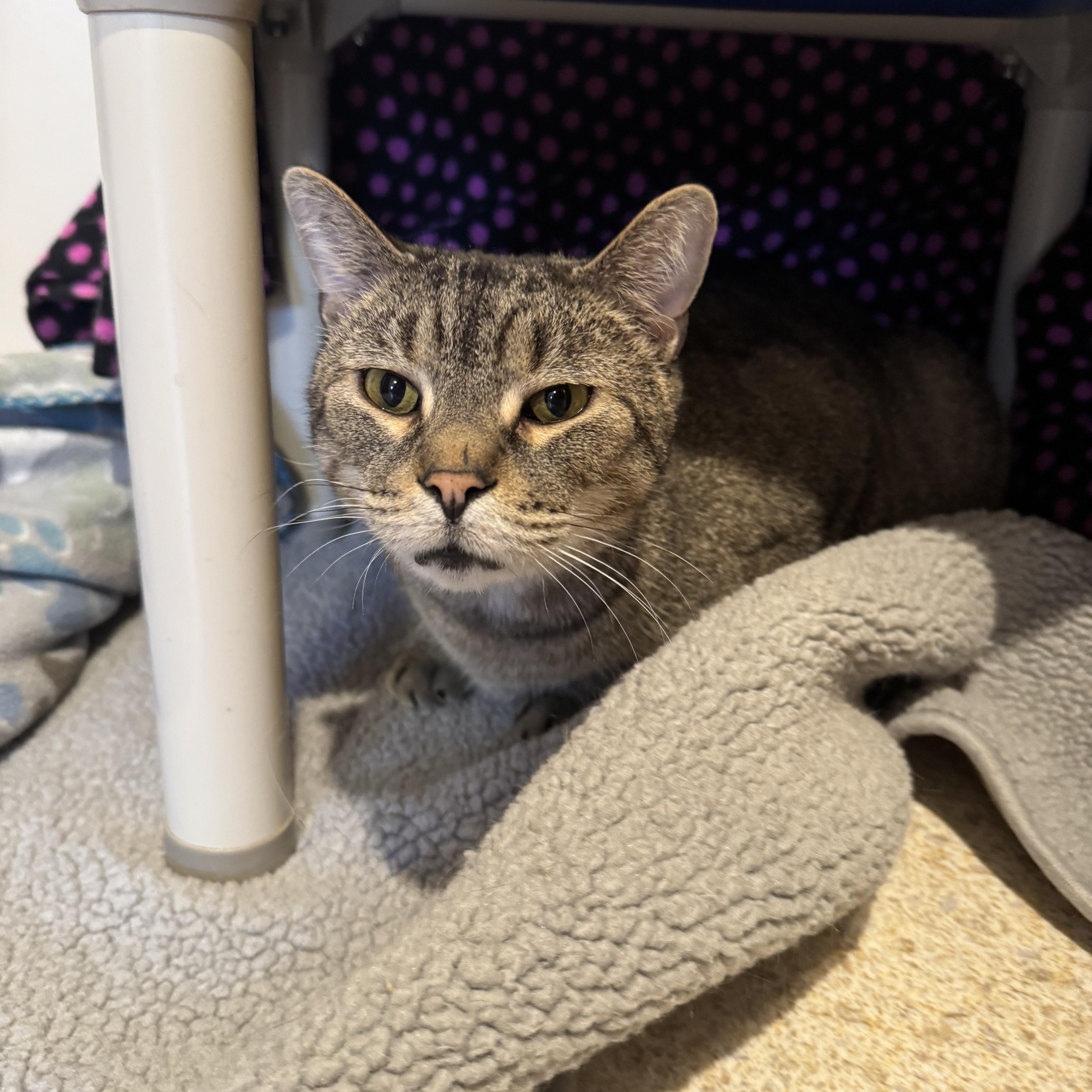 Enlarge Thomas, a ADOPTABLE Domestic Short Hair in Salem, OH image 1/1