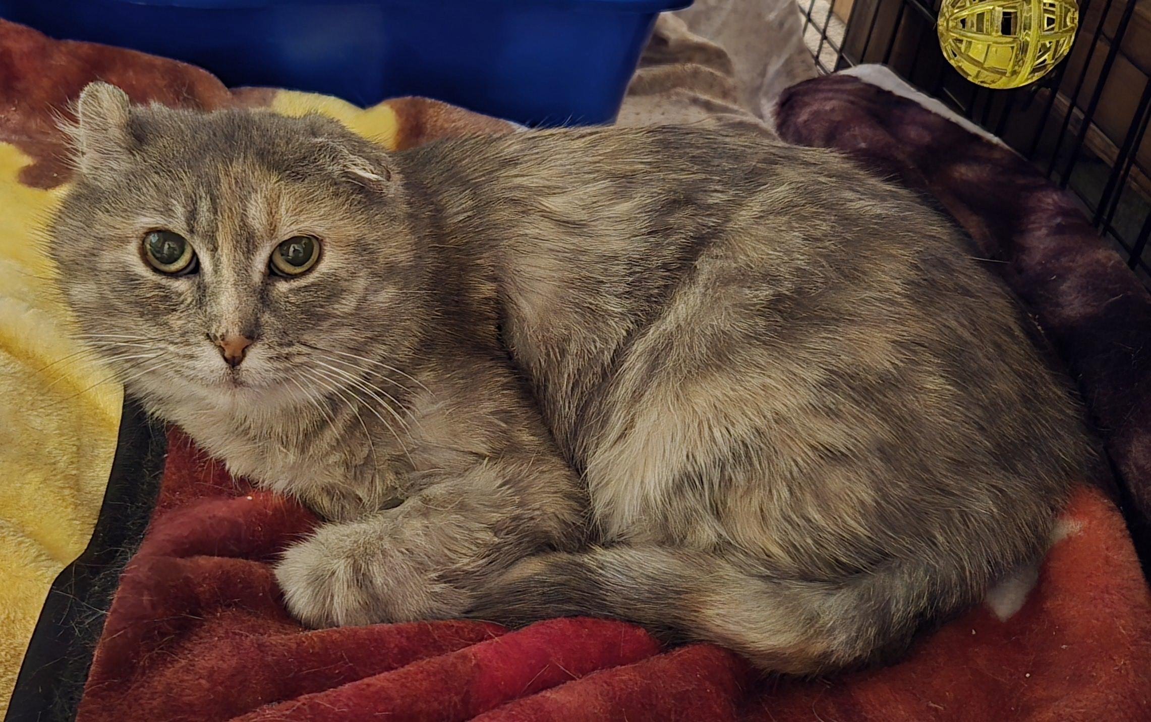 Mama, a Adopted Dilute Tortoiseshell in Oconomowoc, WI image 1/3