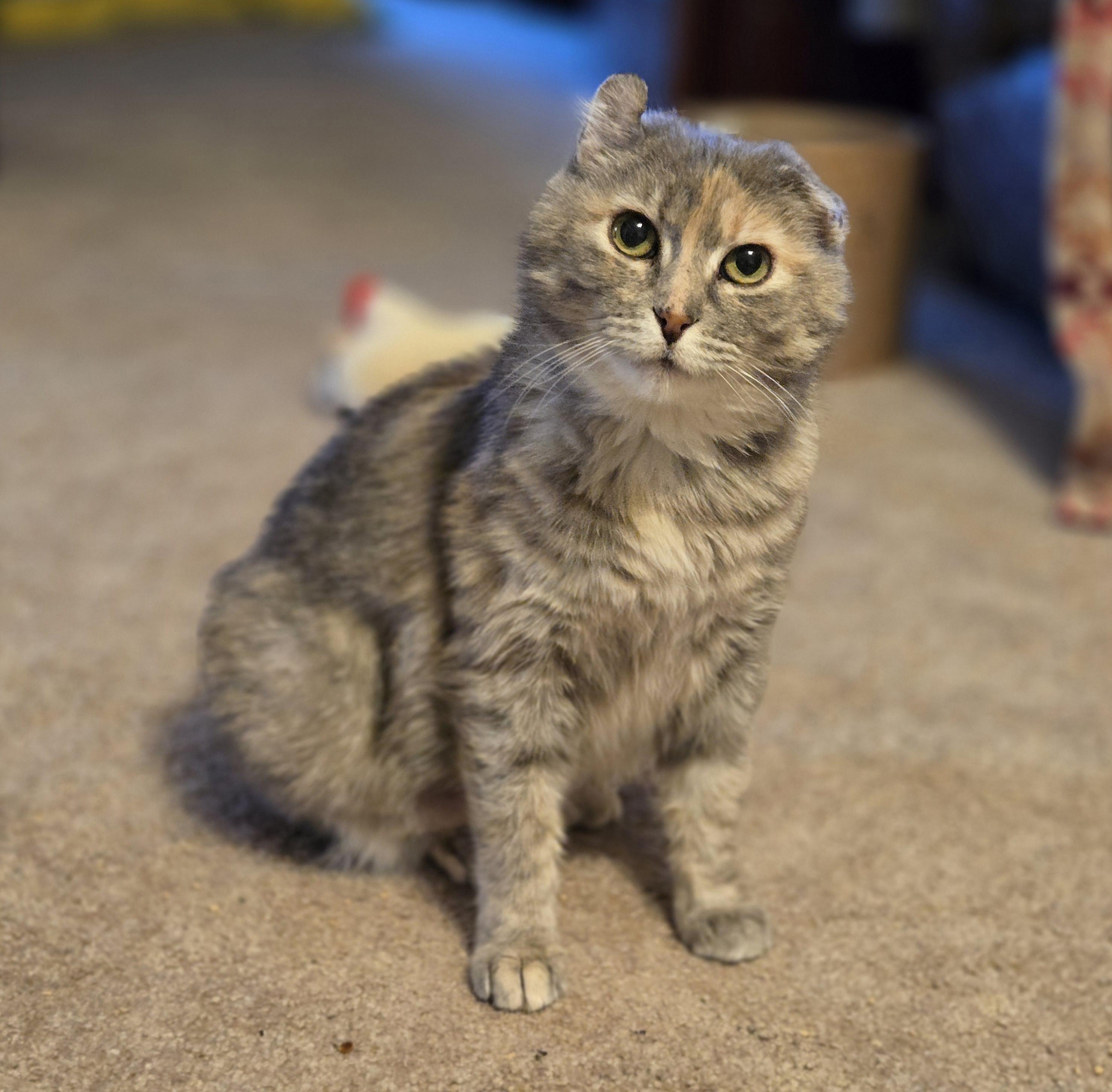 Mama, a Adopted Dilute Tortoiseshell in Oconomowoc, WI image 2/3