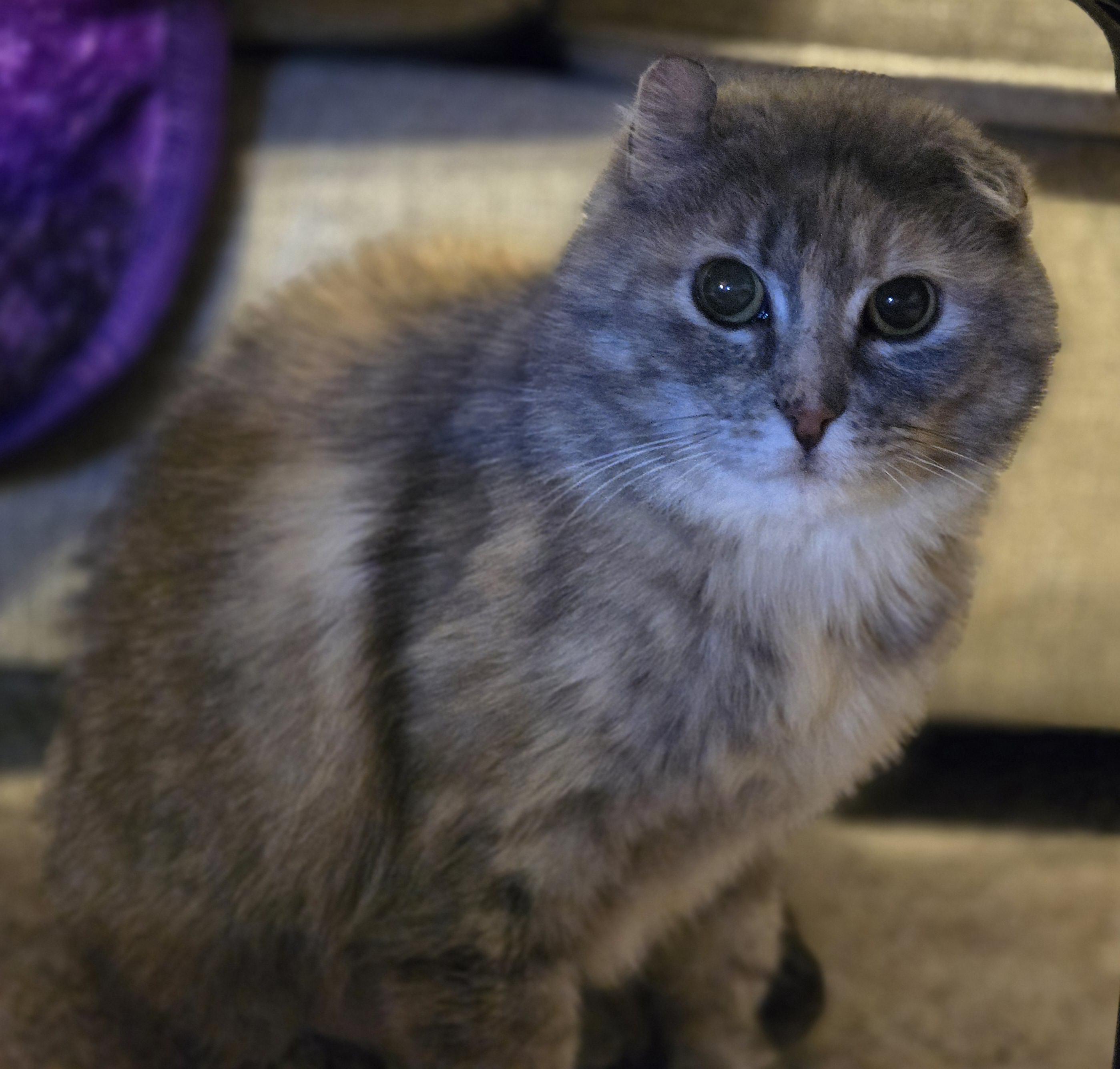 Mama, a Adopted Dilute Tortoiseshell in Oconomowoc, WI image 3/3