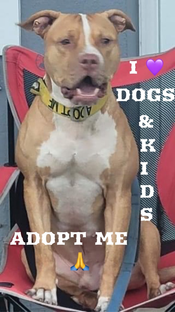 Enlarge Lucky , a Adoptable American Staffordshire Terrier in Coral Springs, FL image 1/3