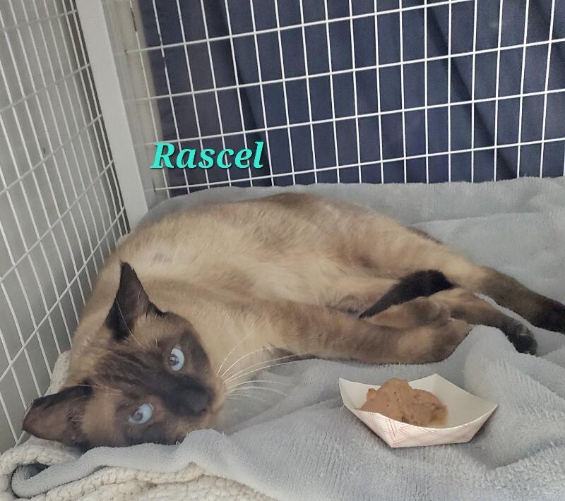 Rascal, Adoptable, Adult Male Siamese.