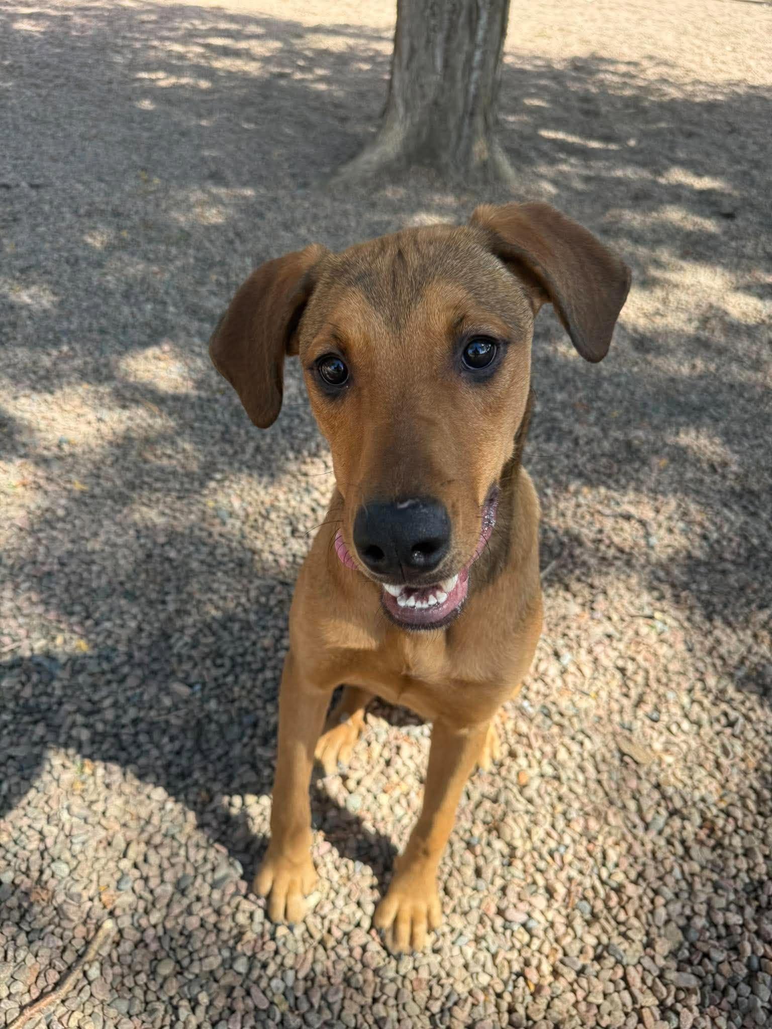 Enlarge Ashley, a Adoptable mixed breed in Canon City, CO image 2/6