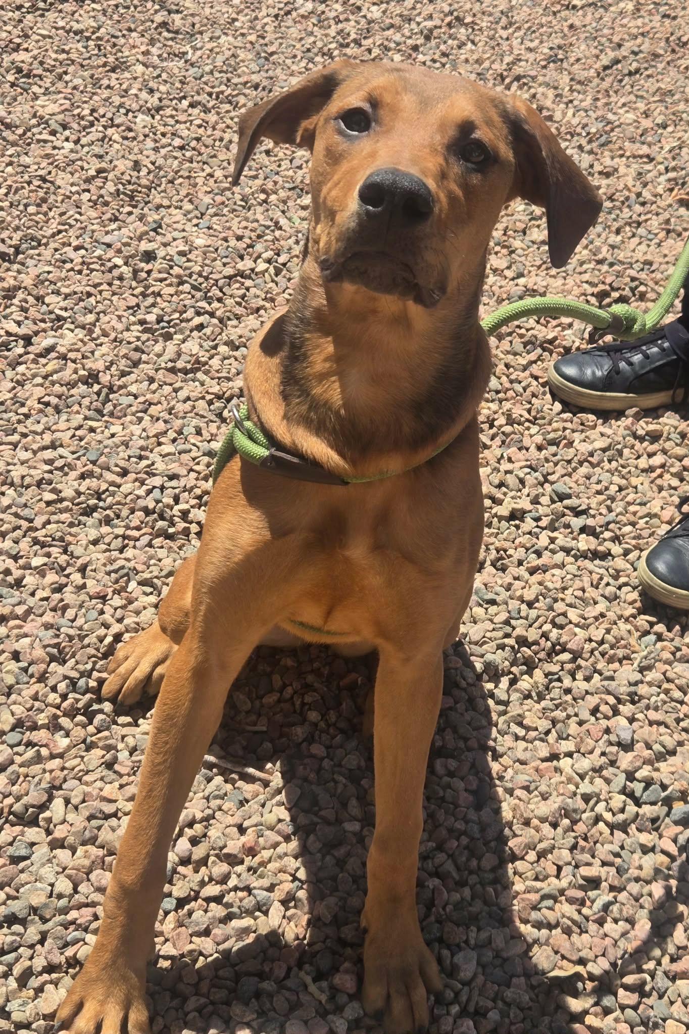Enlarge Ashley, a ADOPTABLE mixed breed in Canon City, CO image 3/5