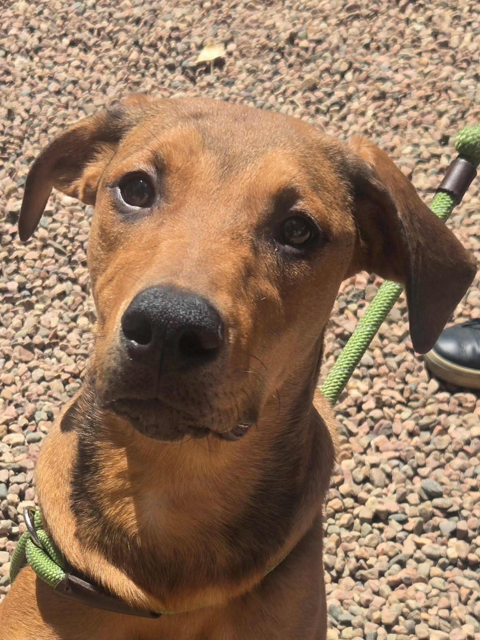 Ashley, ADOPTABLE, Young Female Hound.