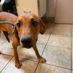 Enlarge Ashley, a ADOPTABLE mixed breed in Canon City, CO image 5/5