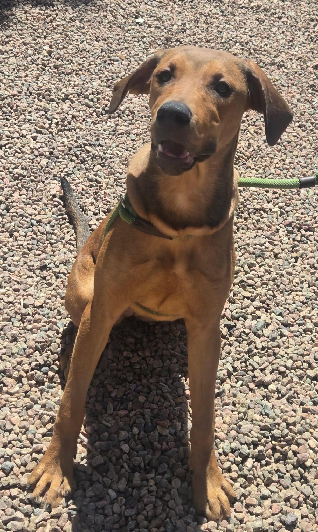 Enlarge Ashley, a ADOPTABLE mixed breed in Canon City, CO image 2/5