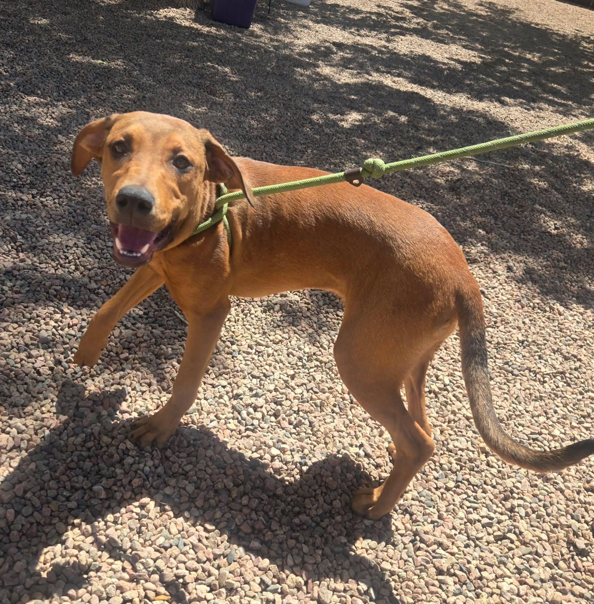 Enlarge Ashley, a ADOPTABLE mixed breed in Canon City, CO image 4/5