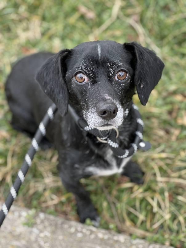 Pepper, a ADOPTABLE Chiweenie in Leonardtown, MD image 3/3