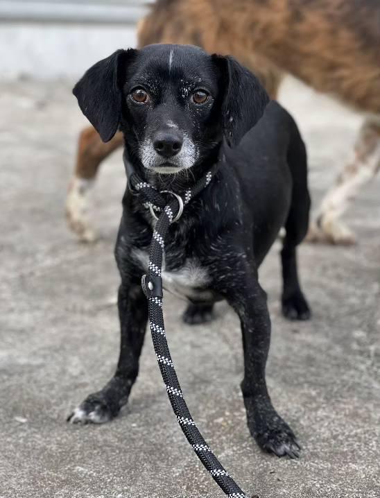 Pepper, a ADOPTABLE Chiweenie in Leonardtown, MD image 2/3