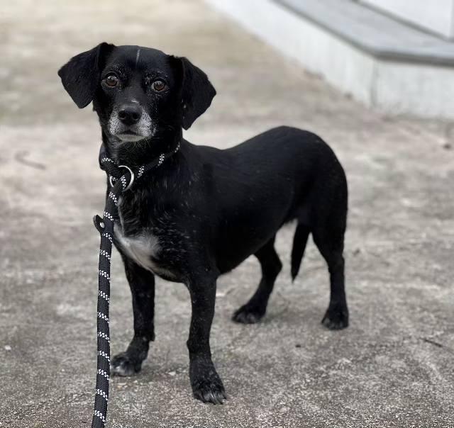 Pepper, a ADOPTABLE Chiweenie in Leonardtown, MD image 1/3