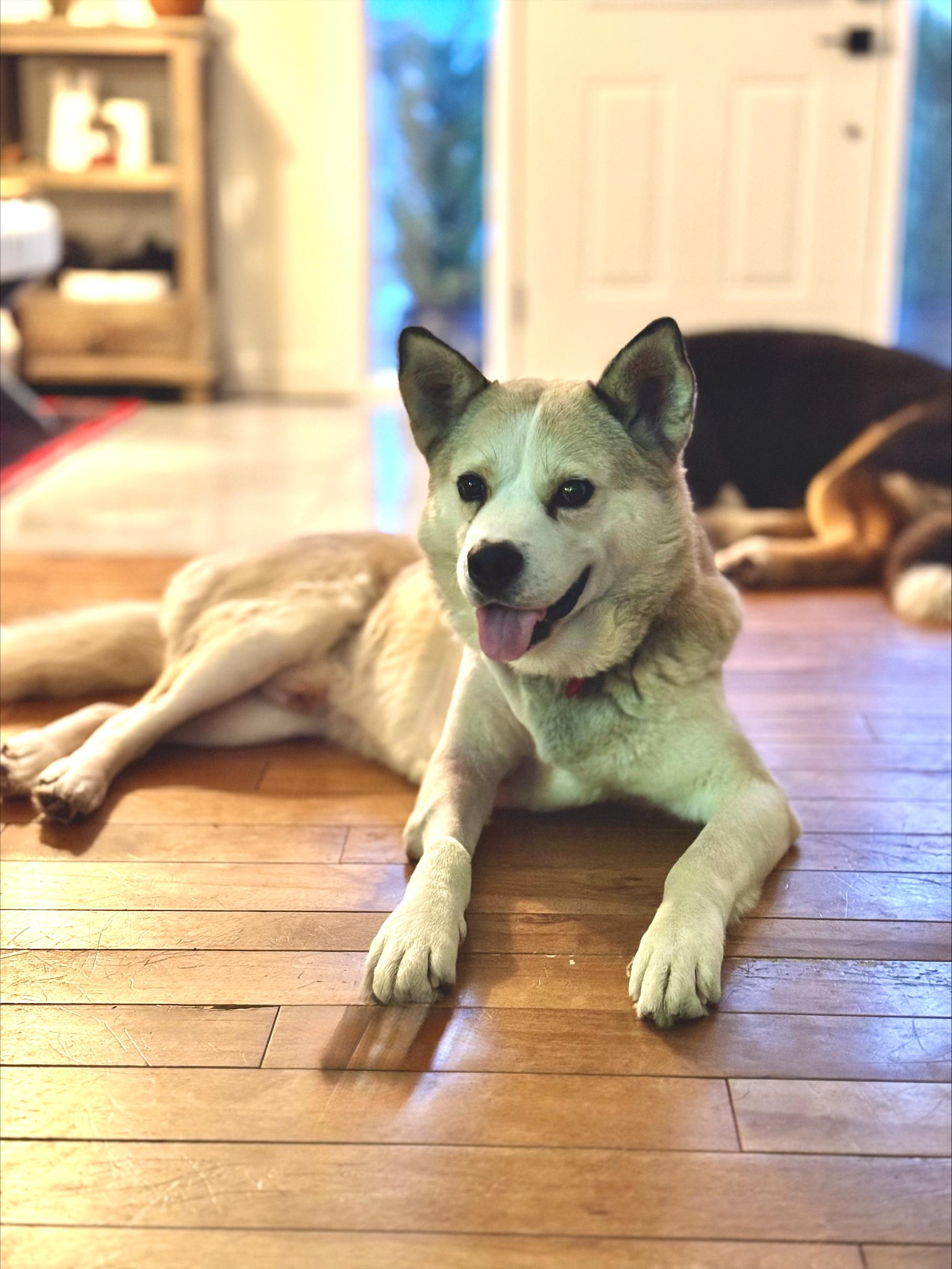 Casey, ADOPTABLE, Young Male Mixed Breed.