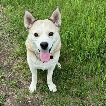 Casey, an adoptable Mixed Breed in Saskatoon, SK image 3/6