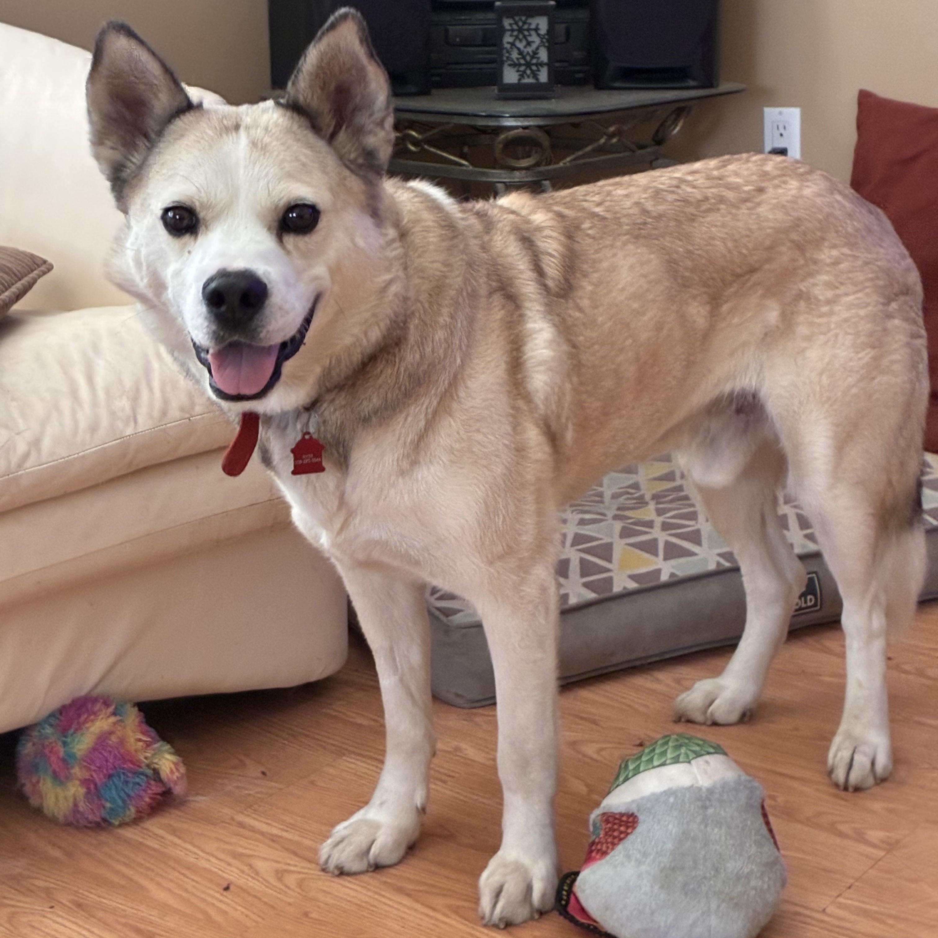 Casey, an adoptable Mixed Breed in Saskatoon, SK image 1/6