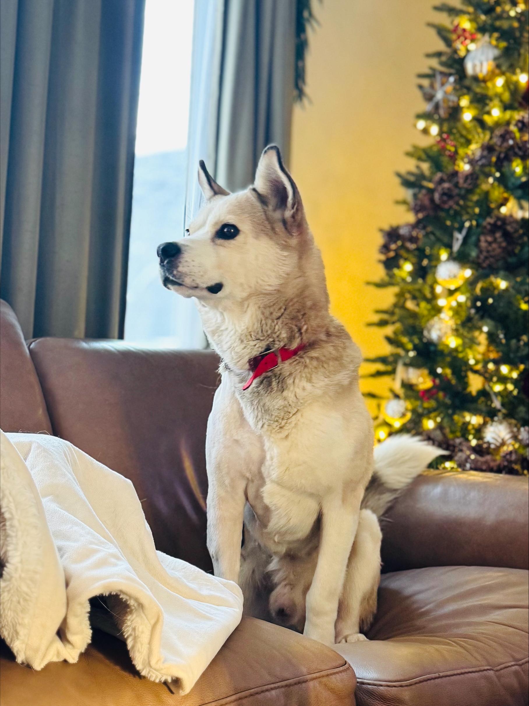 Casey, a ADOPTABLE Mixed Breed in Saskatoon, SK image 2/6