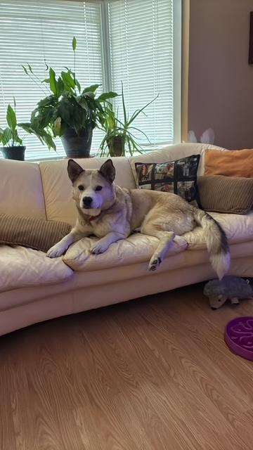 Casey, an adoptable Mixed Breed in Saskatoon, SK image 4/6