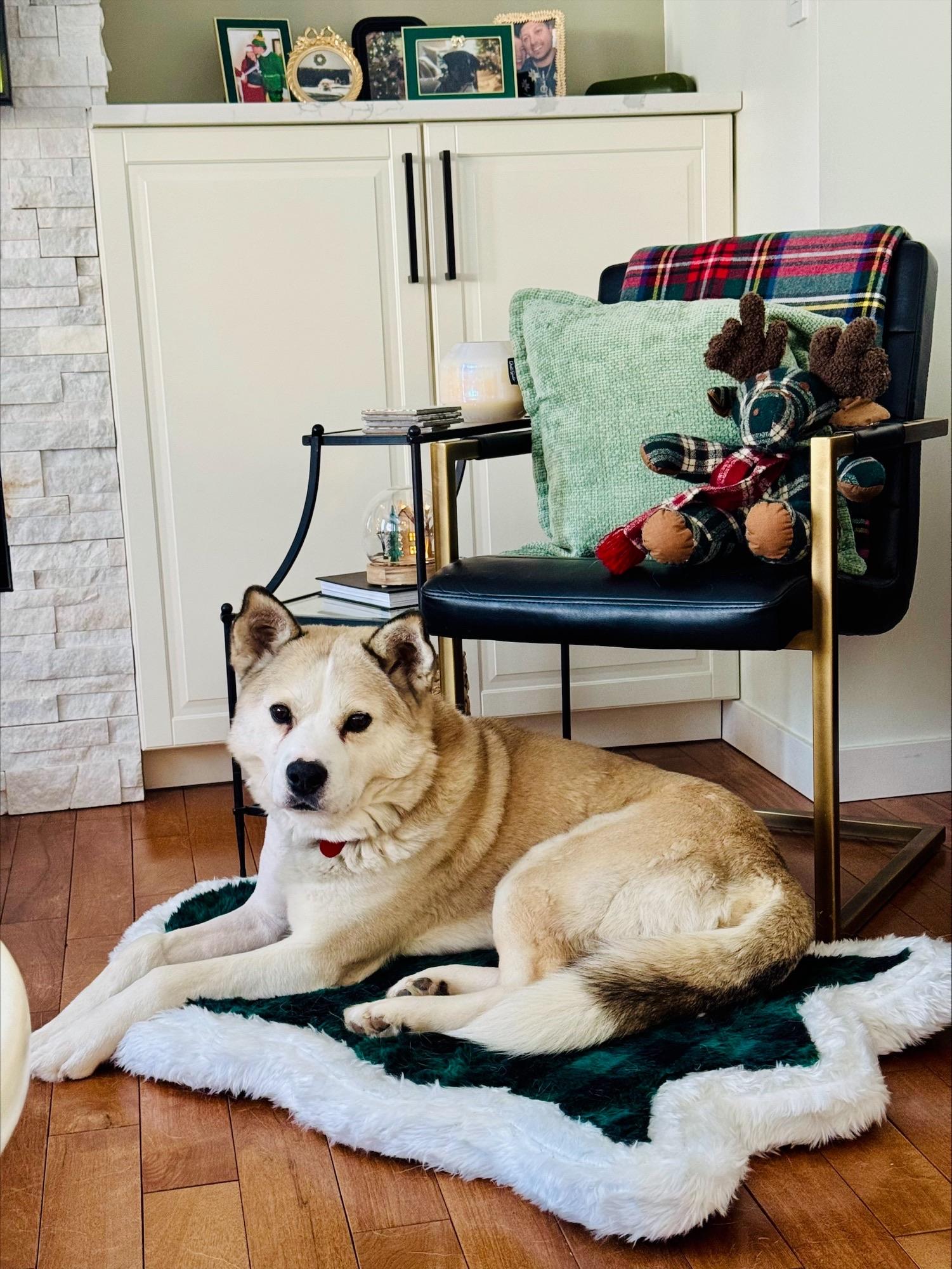 Casey, a ADOPTABLE Mixed Breed in Saskatoon, SK image 3/6